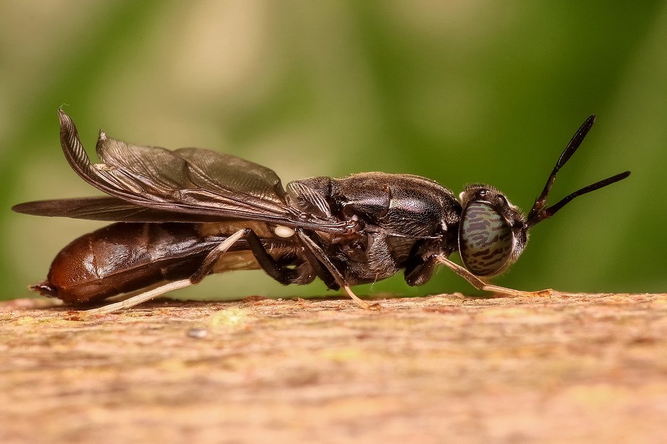 gegen-fliegen-hausmittel