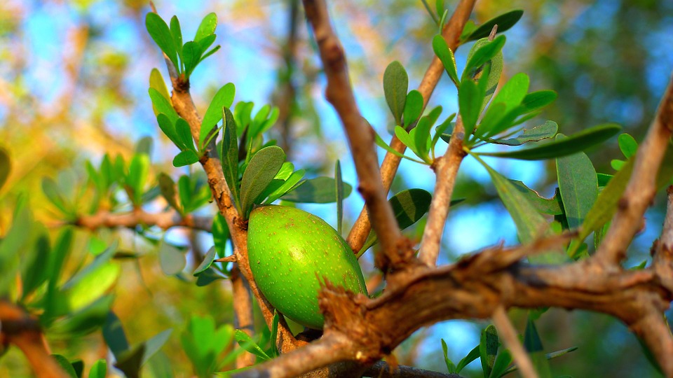 argan-baum