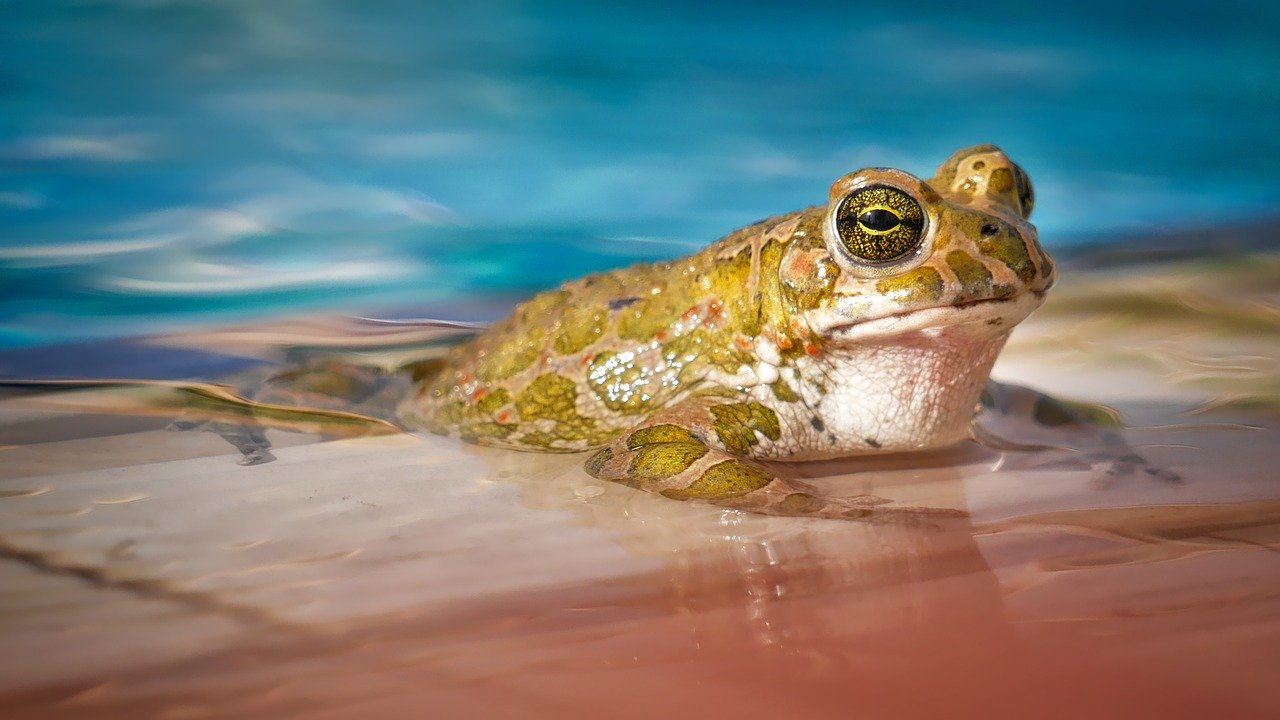 pool-ablagerungen-boden-bild-frosch
